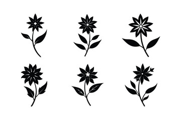 Edelweiss (Leontopodium alpinum) silhouette vector illustration