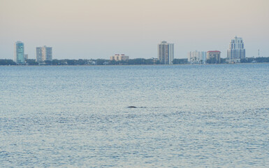 Fototapeta premium Tampa bay sunset sun set landscape