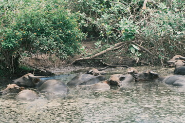 buffalo inthe water