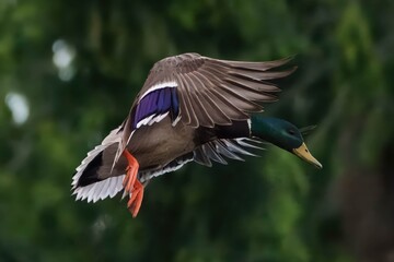 mallard duck in flight