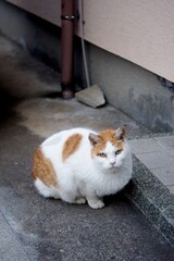 野良猫