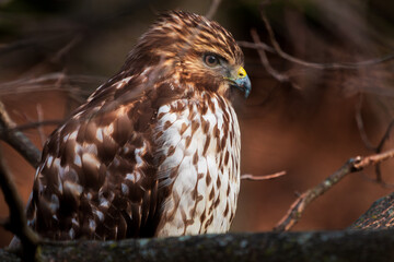Hawk on Branch