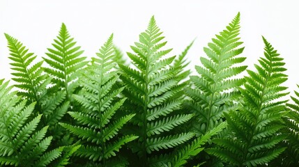 Lush green ferns creating a vibrant backdrop, showcasing nature's beauty and tranquility