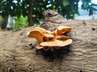 Lentinus tigrinus grows on dry trees. Lentinus tigrinus is a fungus in the Polyporaceae family.