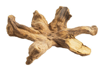 Fototapeta premium dried mangrove root isolated on transparent background, natural decor and aquarium landscape concept