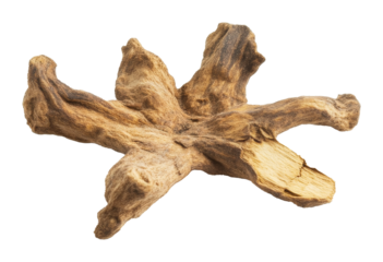 dried mangrove root isolated on transparent background, natural decor and aquarium landscape concept