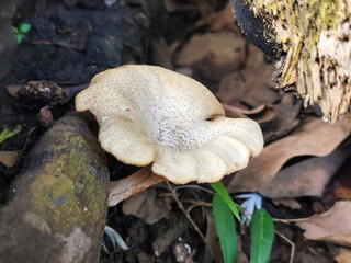 Lentinus tigrinus grows on dry trees. Lentinus tigrinus is a fungus in the Polyporaceae family.
