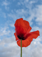 red poppy against blue sky