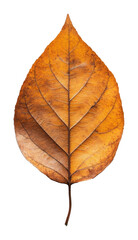Brown autumn leaf isolated on transparent background, nature and seasonal change concept