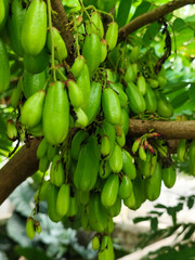 Fresh star fruit on the tree.	
