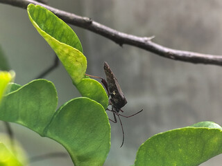 Leptoglossus zonatus is a species of aphid, a type of true aphid. Leptoglossus zonatus dedang...