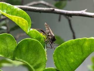 Leptoglossus zonatus is a species of aphid, a type of true aphid. Leptoglossus zonatus dedang perched on orange leaves.