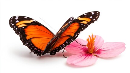 Fototapeta premium Orange butterfly perched on pink flower isolated on white background. Generative AI