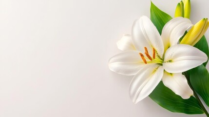 Beautiful White Lily Flower Isolated on Soft Background. Generative AI