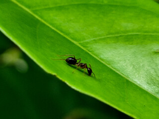 Ants on fresh green leaves.