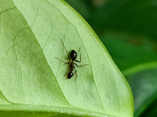 Ants on fresh green leaves.