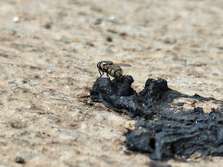 Flies land on animal feces on the sand.