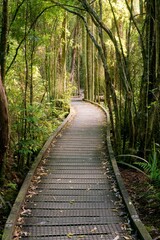 Hiking Path in Te Waikoropupū Springs Scenic Reserve – Nature Trail Through Lush Forest