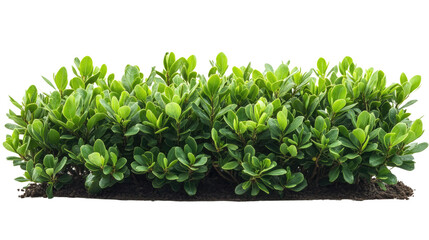 Obraz premium Lush Green Shrub: A vibrant, dense shrub with rich green foliage provides a textured and refreshing display.
