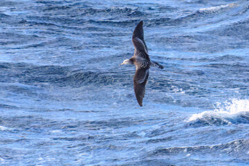 Obraz premium 利島の海で見かけた飛翔する美しいオオミズナギドリ（ミズナギドリ科）。 英名学名：Streaked Shearwater, Calonectris leucomelas 東海汽船東京湾〜伊豆諸島航路のさるびあ丸船上にて。 2024 