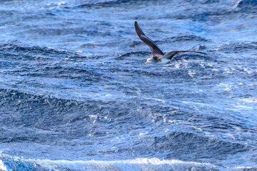 Fototapeta premium 利島の海で見かけた飛翔する美しいオオミズナギドリ（ミズナギドリ科）。 英名学名：Streaked Shearwater, Calonectris leucomelas 東海汽船東京湾〜伊豆諸島航路のさるびあ丸船上にて。 2024 