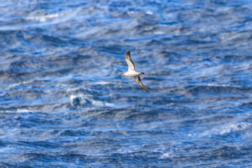 利島の海で見かけた飛翔する美しいオオミズナギドリ（ミズナギドリ科）。
英名学名：Streaked Shearwater, Calonectris leucomelas
東海汽船東京湾〜伊豆諸島航路のさるびあ丸船上にて。
2024
