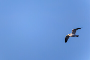 新島の
海で見かけた飛翔する美しいウミネコ（カモメ科）。
英名学名：Black-tailed Gull (Larus crassirostris),
東海汽船東京湾〜伊豆諸島航路のさるびあ丸船上にて。
2024

