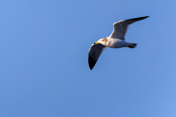 新島の
海で見かけた飛翔する美しいウミネコ（カモメ科）。
英名学名：Black-tailed Gull (Larus crassirostris),
東海汽船東京湾〜伊豆諸島航路のさるびあ丸船上にて。
2024
