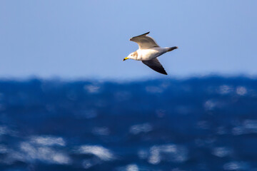 新島の
海で見かけた飛翔する美しいウミネコ（カモメ科）。
英名学名：Black-tailed Gull (Larus crassirostris),
東海汽船東京湾〜伊豆諸島航路のさるびあ丸船上にて。
2024
