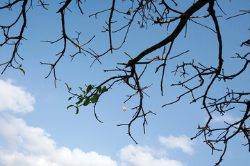 Winter tree branches against blue sky