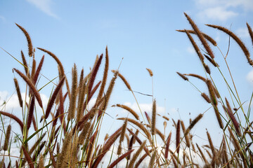 Pink wildflowers against blue sky background