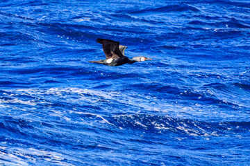 Fototapeta premium 式根島の海で見かけた飛翔する美しいウミウ（ウ科）。 英名学名：Japanese Cormorant, Phalacrocorax capillatus 東海汽船東京湾〜伊豆諸島航路のさるびあ丸船上にて。2024 