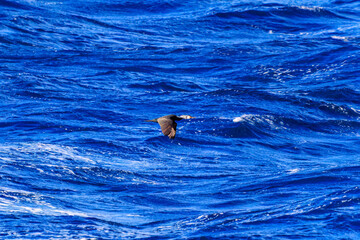 Naklejka premium 式根島の海で見かけた飛翔する美しいウミウ（ウ科）。 英名学名：Japanese Cormorant, Phalacrocorax capillatus 東海汽船東京湾〜伊豆諸島航路のさるびあ丸船上にて。2024 