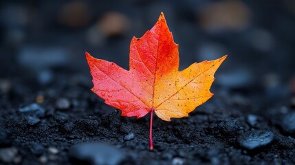 Vibrant Red and Orange Autumn Leaf on Black Ground. Generative AI