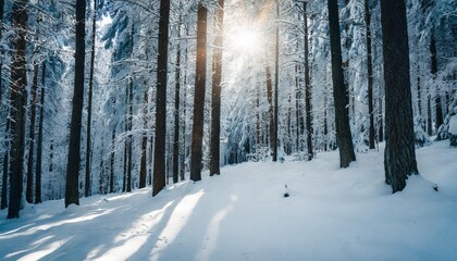 Fototapeta premium Exploring the Mystical Beauty of a Forest Blanketed in Snow with Sunlight Streaming Through the Trees Creating Ethereal Patterns