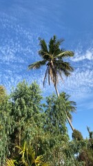 Fototapeta premium winter wind between Summer Coconut tree
