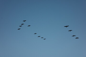 Chasing horizons and bird song in Port Moody