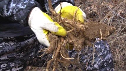 Person holding freshly harvested balloon flower roots