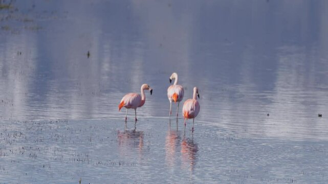 Three Andean Flamingos walk slowly in shallow water of lake, Phoenicoparrus andinus
