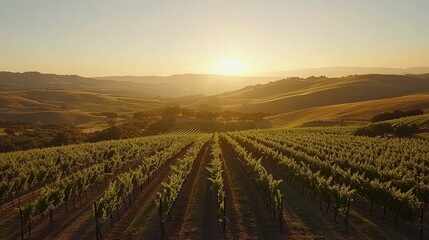 Fototapeta premium Aerial shot of a vineyard with drip irrigation lines running along the base of neatly aligned grapevines under a setting sun.