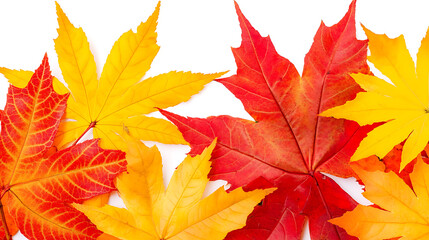 Fototapeta premium Vibrant Autumnal Symphony of Maple Leaves Displaying Rich Reds Oranges and Yellows on White Backdrop