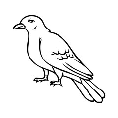 bird sketch vector illustration