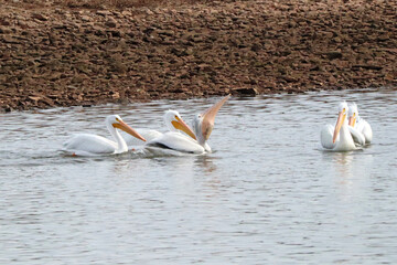 Pelicans with a fish in its pouch
