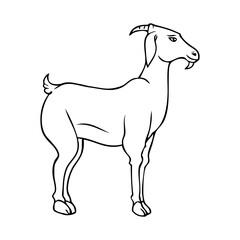 lamb sketch vector illustration