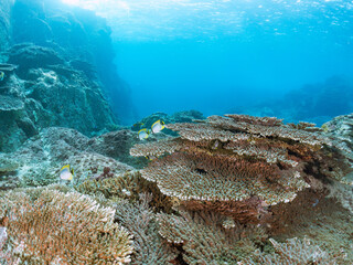 サンゴ礁に群れる、美しいツノダシやチョウチョウウオ類の群れ。
東京都伊豆諸島式根島-2024

