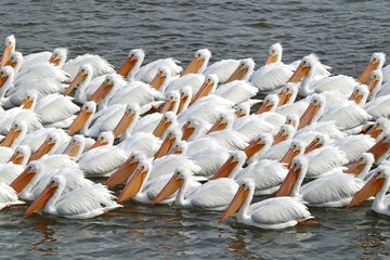 Pelicans on the Arkansas River