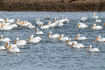 Pelicans on the Arkansas River