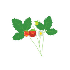 Illustration of Strawberries and Leaves