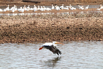 Pelicans on the Arkansas River