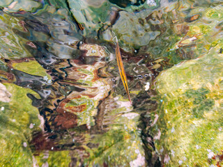 水面を泳ぐ美しく不思議なヘコアユ（ヘコアユ科）他。
英名学名：Striped Shrimpfish, Razorfish, Aeoliscus strigatus
東京都伊豆諸島式根島-2024
